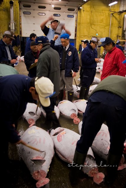 Tuna auction in action